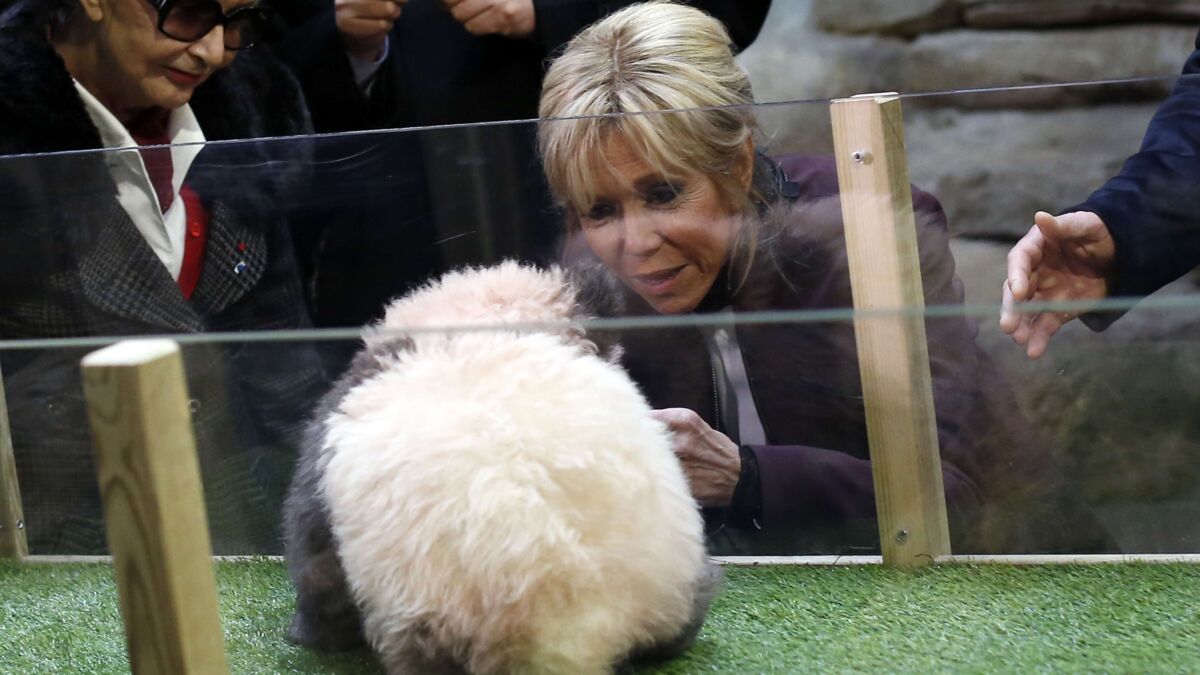 Photos Brigitte Macron A Baptise Le Bebe Panda Du Zoo De Beauval Voici