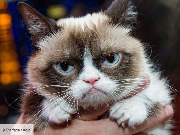 Mort De Grumpy Cat La Chatte La Plus Celebre Du Web A 7 Ans Voici