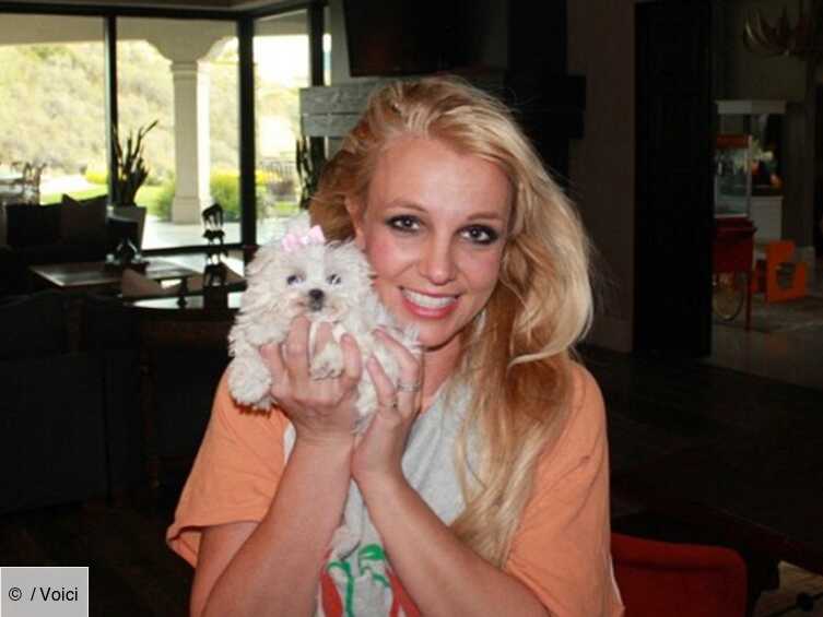 Britney Spears Depense 30 000 Dollars Par An Pour Ses Chiens Voici