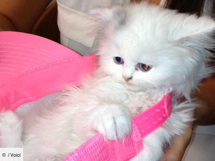 A Defaut D Avoir Un Bebe Kim Kardashian Adopte Un Chaton Voici