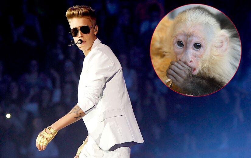 Justin Bieber Abandonne Son Petit Singe En Allemagne Voici