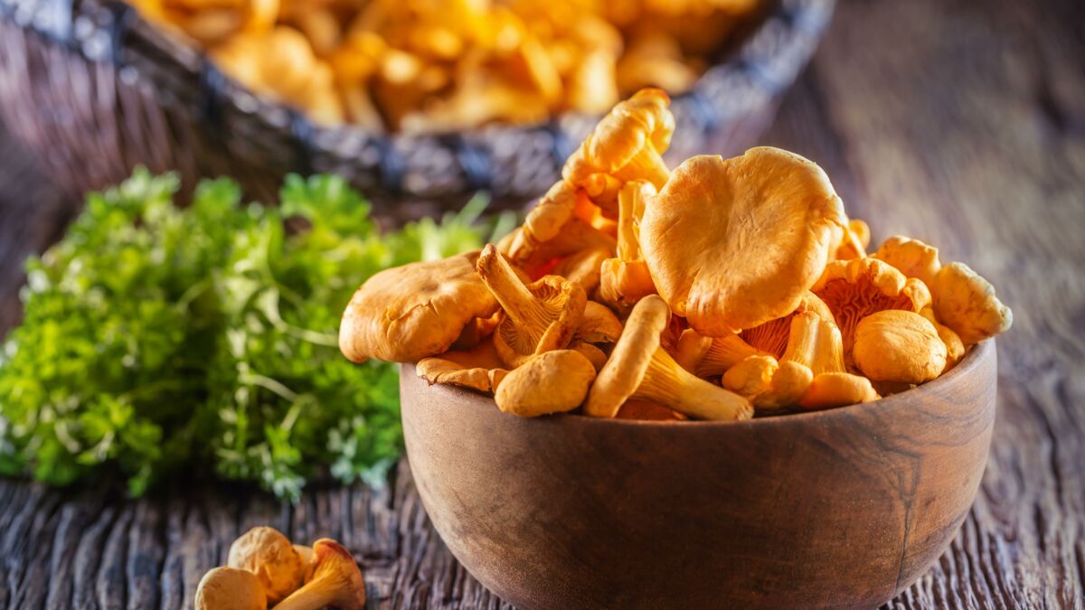 Quelle Application Gratuite Pour Reconnaitre Les Champignons Bon plan : Champignouf, l'application gratuite pour reconnaître les  champignons comestibles - Voici