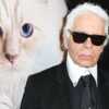 Karl Lagerfeld : découvrez la vie de rêve de sa chatte Choupette Lagerfeld - Voici