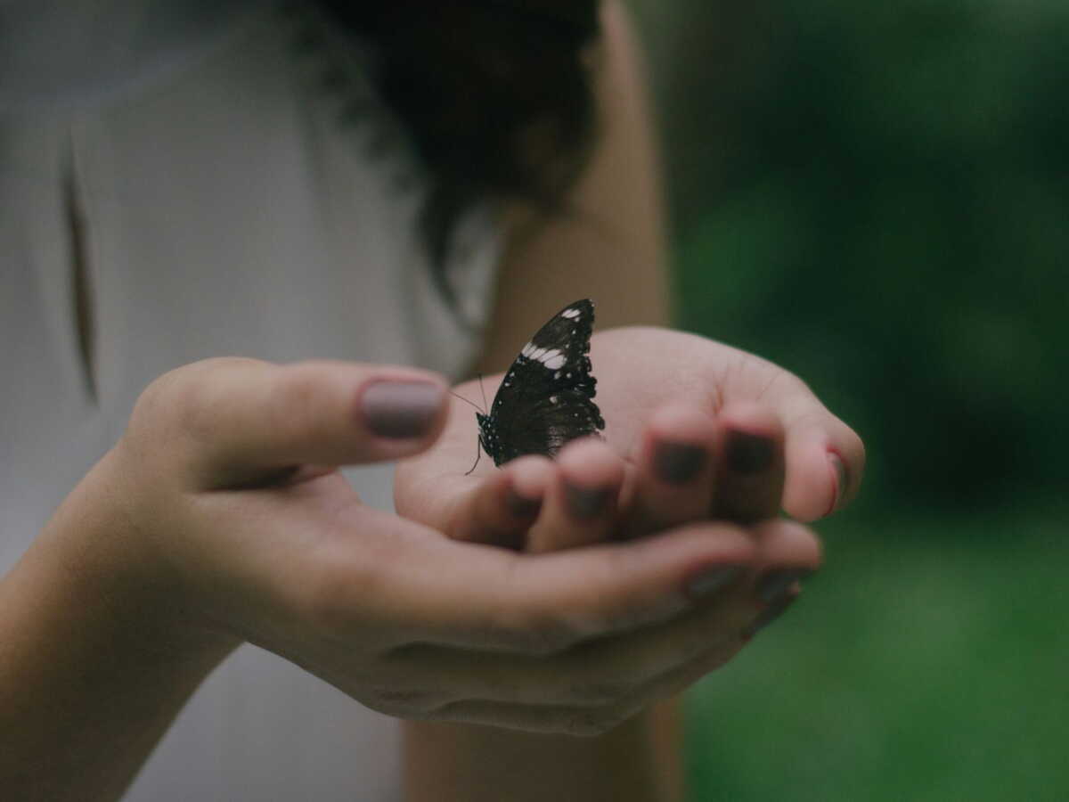 Papillon blanc : quelle est sa signification spirituelle cachée ?