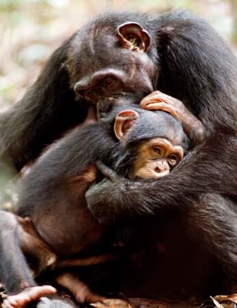 Une image de Chimpanzés, le dernier film de Disney Nature