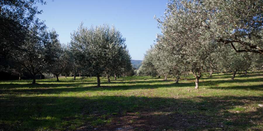 Saga de marque Le Petit Olivier : L’oliveraie du Domaine du Petit Olivier, Sud de la France