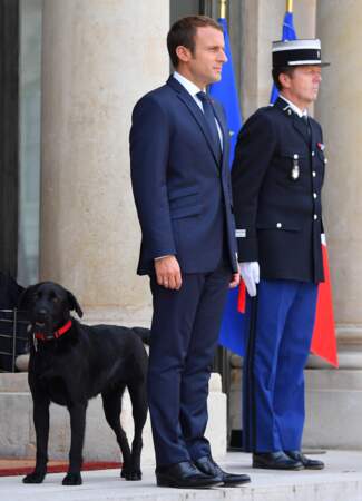 Nemo, le chien de Brigitte et Emmanuel Macron fait ses premiers pas devant les photographes à l'Elysée