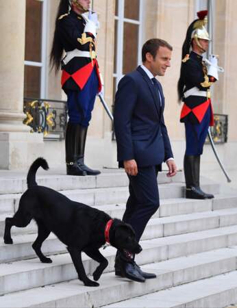 Nemo, le chien de Brigitte et Emmanuel Macron fait ses premiers pas devant les photographes à l'Elysée