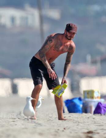Entre deux vagues, David Beckham s'amuse avec les mouettes...