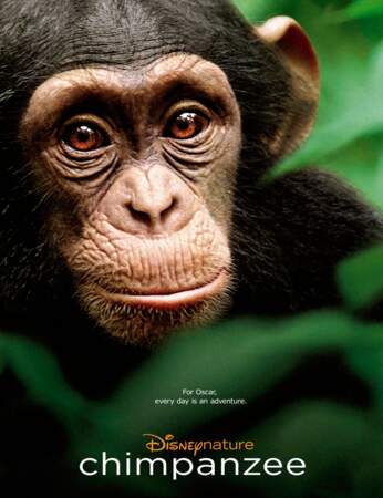 L'affiche de Chimpanzés, le dernier film de Disney Nature