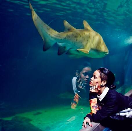 Rihanna, fascinée par un requin