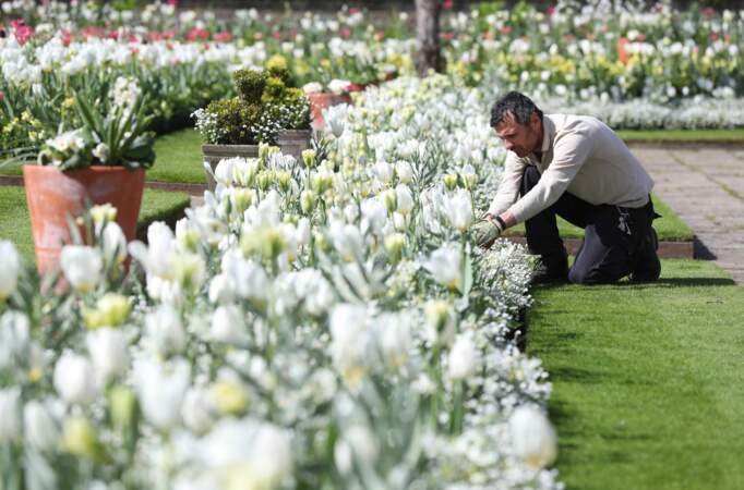 En hommage à Lady Diana, les horticulteurs ont privilégié les fleurs blanches