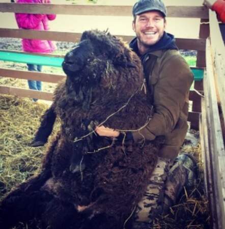 Chris Pratt et ses moutons