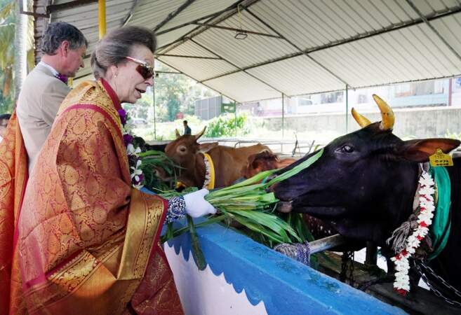 Avant de quitter le temple, la princesse Anne a pris le temps de nourrir le bétail sacré pour les hindous