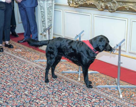 La reine Camilla accueille une réception pour les chiens de détection médicale.